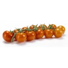 Tomate Cherry 250 gr